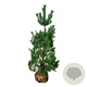Pinus sylvestris 150-175 cm draadkluit