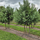 Pinus sylvestris 200-250 cm draadkluit meerstammig