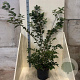 Prunus 'Accolade' 150-175 cm 20L meerstammig
