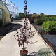 Prunus cer. 'Nigra' 100-125 cm 10L