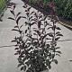 Prunus cistena 80-100 cm 10L