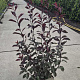 Prunus cistena 80-100 cm 10L