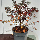 Prunus incisa 'Kojou-no-mai' 40-50 cm 5,0L