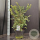 Prunus incisa 'Kojou-no-mai' 50-60 cm 10L