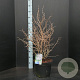 Prunus incisa 'Kojou-no-mai' 50-60 cm 10L