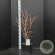 Prunus incisa 'Kojou-no-mai' 60-80 cm 10L