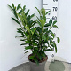 Prunus l. 'Caucasica' 80-100 cm 5,0L