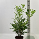 Prunus l. 'Caucasica' 80-100 cm 5,0L