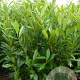Prunus l. 'Caucasica' 150-175 cm met kluit