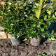 Prunus l. Etna 60-80 cm met kluit