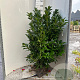 Prunus l. Etna 80-100 cm met kluit