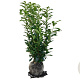 Prunus l. Genolia 100-120 cm met kluit
