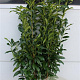 Prunus l. Genolia 120-140 cm met kluit