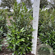 Prunus l. 'Herbergii' 80-100 cm met kluit