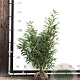 Prunus l. 'Novita' 100-120 cm met kluit