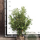 Prunus l. 'Novita' 120-140 cm met kluit