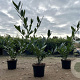 Prunus l. 'Otto Luyken' 30-40 cm 3,0L