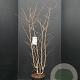 Prunus nipponica 'Brillant' 100-125 cm 10L