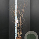 Prunus nipponica 'Brillant' 100-125 cm 10L