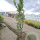 Prunus 'The Bride' 200-250 cm draadkluit