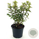 Prunus tomentosa 30-40 cm 3,0L