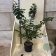 Prunus yedoensis 150-175 cm 20L meerstammig