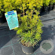 Sciadopitys verticillata 25-30 cm 5,0L