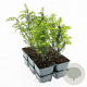 Taxus baccata 20-30 cm P9