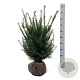 Taxus baccata 50-60 cm met kluit