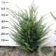 Taxus baccata 50-60 cm met kluit