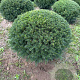 Taxus baccata 60-70 cm draadkluit bol