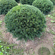 Taxus baccata 60-70 cm draadkluit bol