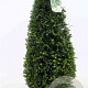 Taxus baccata 60-70 cm 10L kegel