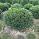 Taxus baccata 70-80 cm draadkluit bol