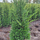 Taxus baccata 100-120 cm met kluit extra