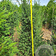 Taxus baccata 100-125 cm met kluit