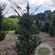 Taxus baccata 100-125 cm met kluit