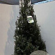 Taxus baccata 100-125 cm met kluit