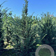 Taxus baccata 125-150 cm met kluit