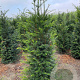 Taxus baccata 125-150 cm met kluit