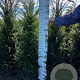 Taxus baccata 140-160 cm met kluit
