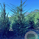 Taxus baccata 150-175 cm met kluit