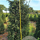 Taxus baccata 150-175 cm met kluit
