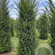 Taxus baccata 175-200 cm draadkluit