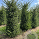 Taxus baccata 175-200 cm draadkluit
