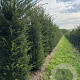 Taxus baccata 175-200 cm draadkluit