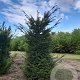 Taxus baccata 175-200 cm met kluit