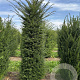 Taxus baccata 225-250 cm draadkluit