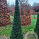 Taxus baccata 225-250 cm draadkluit kegel 60-80 diameter