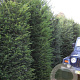 Taxus baccata 350-400 cm draadkluit solitair